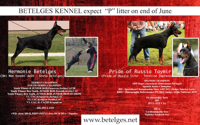 Litter P: Pride of Russia Taymir - Harmonie Betelges