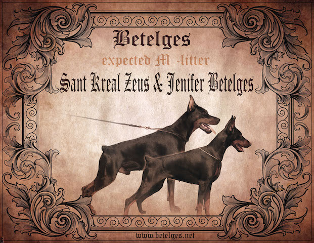 Litter M: Sant Kreal Zeus - Jenifer Betelges