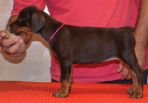 42 days old puppy from Pride of Russia Taymir & Harmonie Betelges