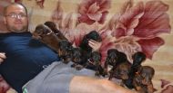 25 DAYS OLD PUPS FROM EFES ETO GINGA HOUSE AND HARMONIE BETELGES
