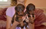 25 DAYS OLD PUPS FROM EFES ETO GINGA HOUSE AND HARMONIE BETELGES