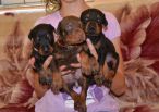 25 DAYS OLD PUPS FROM EFES ETO GINGA HOUSE AND HARMONIE BETELGES