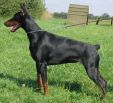 CH.FIJI BETELGES IN DENMARK 12 MONTHS OLD