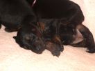 2 weeks old pups from Obi and kalina
