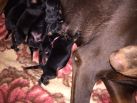 K litter from Obi Wan Kenobi born on November 2nd. 4 black males and 2 black females.