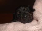 2 weeks old pups from Obi and kalina