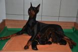 Litter B: Oscar z Padoku - Harmonie Betelges