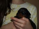 17 days  old puppies from Toscano del Diamante Nero - Zora Betelges