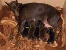 17 days  old puppies from Toscano del Diamante Nero - Zora Betelges