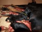 5 days old pups from Efes Eto Ginga House and Harmonie Betelges