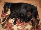 On August 10th 2014 born litter. 7 black males & 3 black females