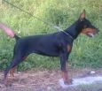 PANDORA FOR MOTXOGAN BETELGES 5 months old in Spain