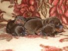 PUPPIES FROM ZEUS & JENIFER AT AGE 3 DAYS OLD