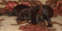 brown females from Zeus & Jenifer at age 11 days