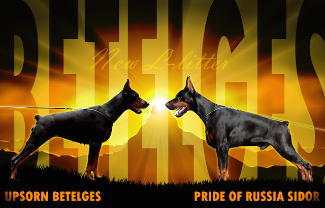 Litter L: Pride of Russia Sidor - Upsorn Betelges