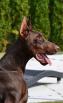11 months old - 