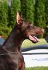 11 months old - 