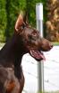 11 months old - 
